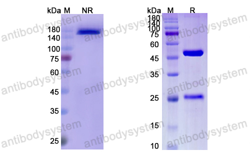 Research Grade Enokizumab