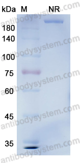 Research Grade Tafasitamab