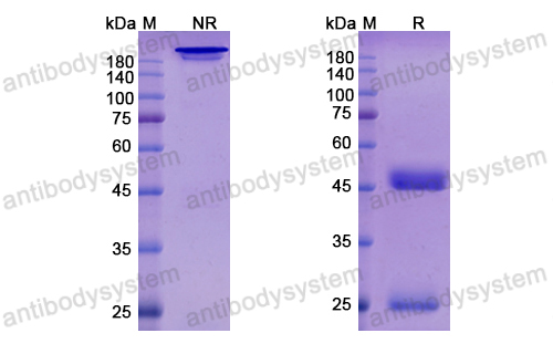 Research Grade Loncastuximab