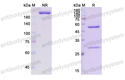 Research Grade Obexelimab