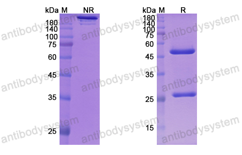 Research Grade Mavrilimumab