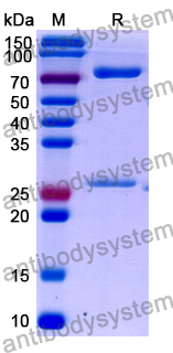 Research Grade Ivonescimab