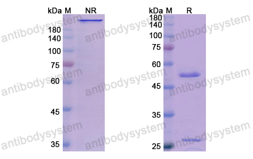 Research Grade Gatipotuzumab