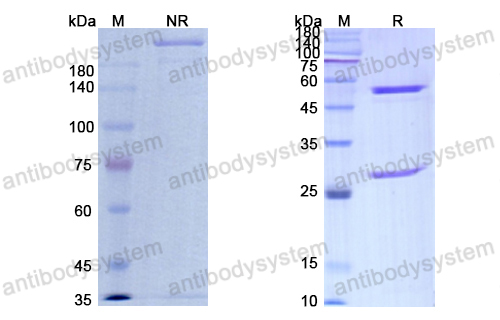 Research Grade Sontuzumab