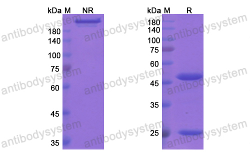 Research Grade Cantuzumab