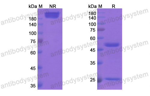 Research Grade Clivatuzumab