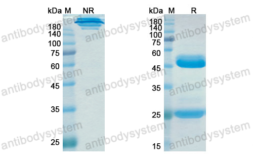 Research Grade Epitumomab