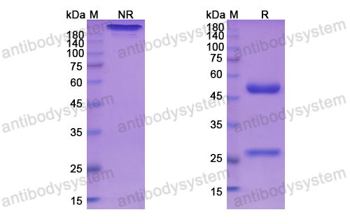 Research Grade Bivatuzumab