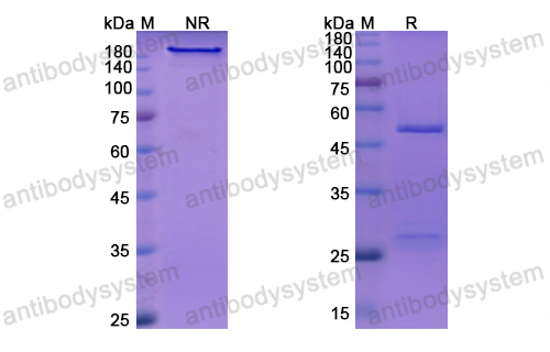 Research Grade Crizanlizumab