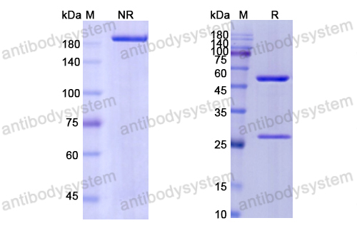 Research Grade Tovetumab