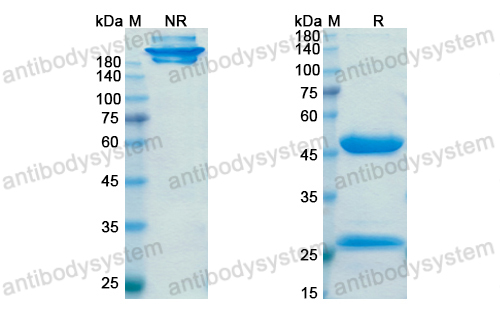 Research Grade Ticilimumab