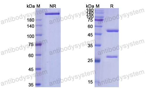 Research Grade Quavonlimab