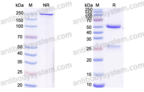 Research Grade Citatuzumab