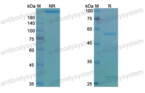 Research Grade Tucotuzumab