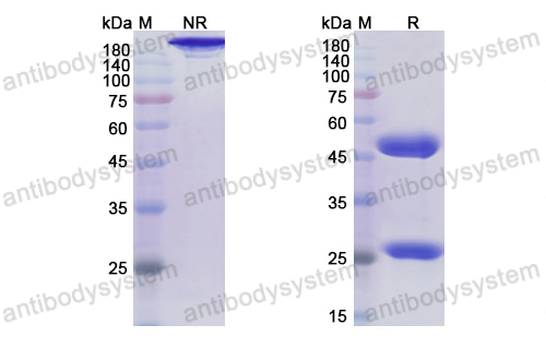 Research Grade Rolinsatamab