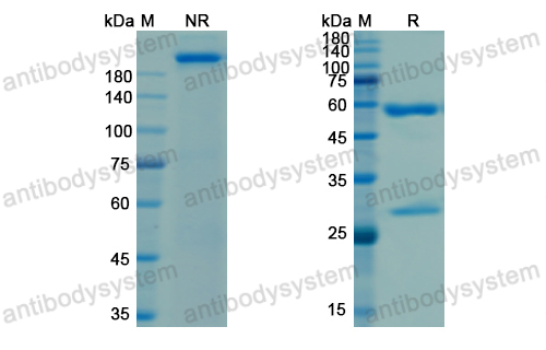 Research Grade Lusvertikimab