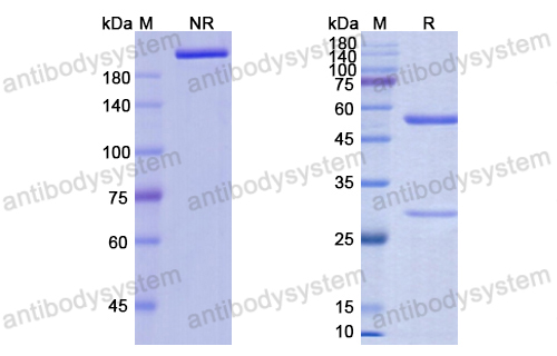 Research Grade Anifrolumab