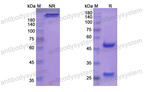 Research Grade Vatelizumab