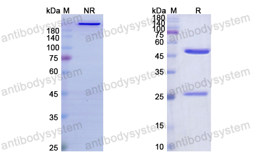 Research Grade Flanvotumab