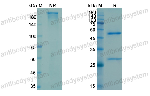 Research Grade Carotuximab