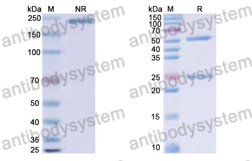 Research Grade Oloctinebart