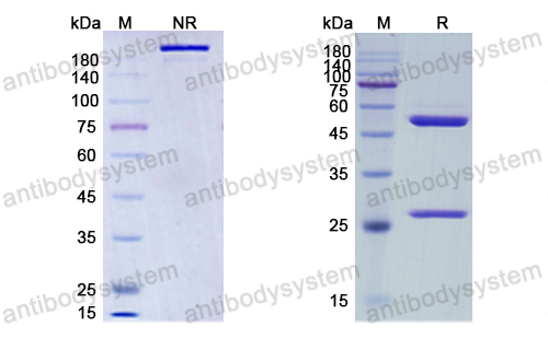 Research Grade Relatlimab