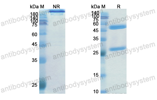 Research Grade Encelimab