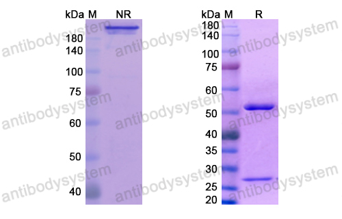 Research Grade Fianlimab