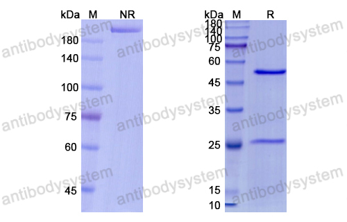 Research Grade Miptenalimab