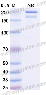 Research Grade Anti-Human CD223/LAG3 (IMP761)