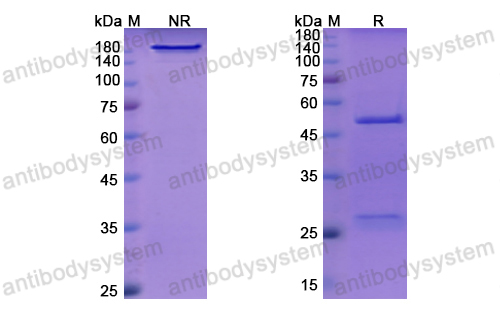 Research Grade Indatuximab