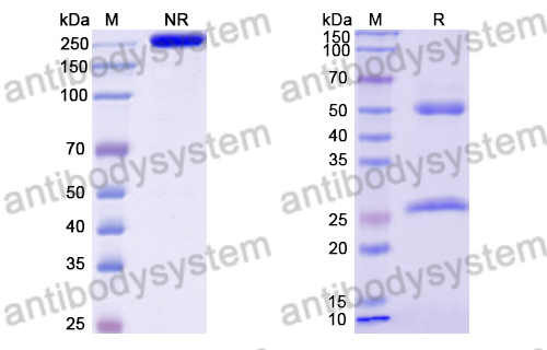 Research Grade Atrosimab