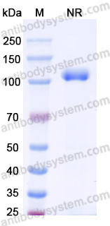 Research Grade Anti-Human CD120a/TNFRSF1A/TNFR1 (GSK 2862277)