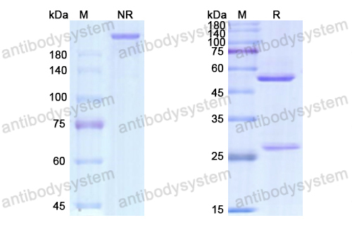 Research Grade Gemtuzumab