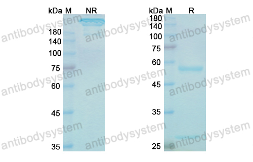 Research Grade Lintuzumab