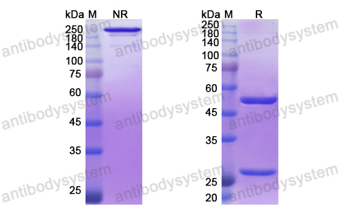 Research Grade Vadastuximab