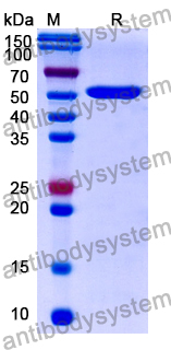 Research Grade Vixtimotamab