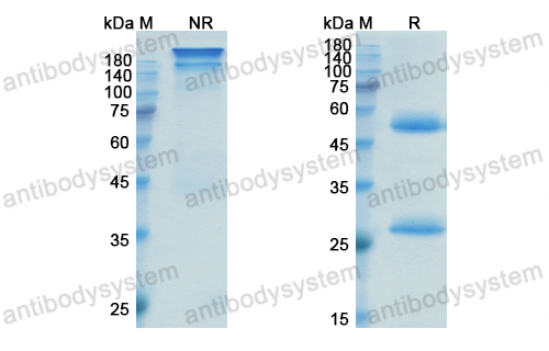 Research Grade Inotuzumab