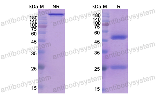 Research Grade Epratuzumab