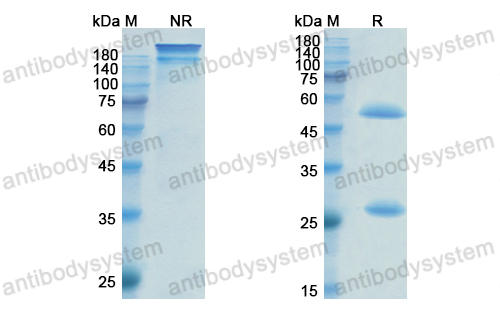 Research Grade Pinatuzumab