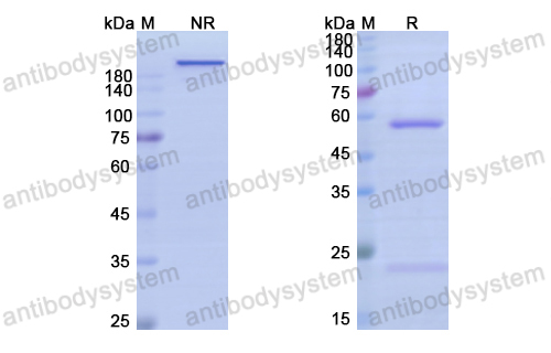 Research Grade Anti-Human CD22 (M971)