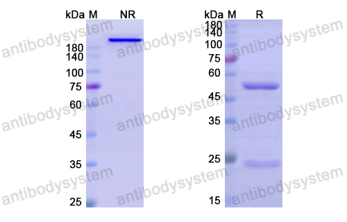 Research Grade Anti-Human CD22 (M972)