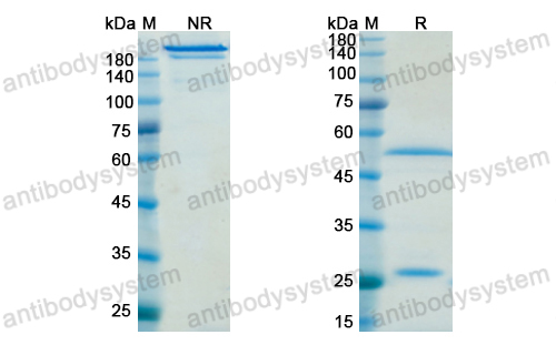 Research Grade Efalizumab