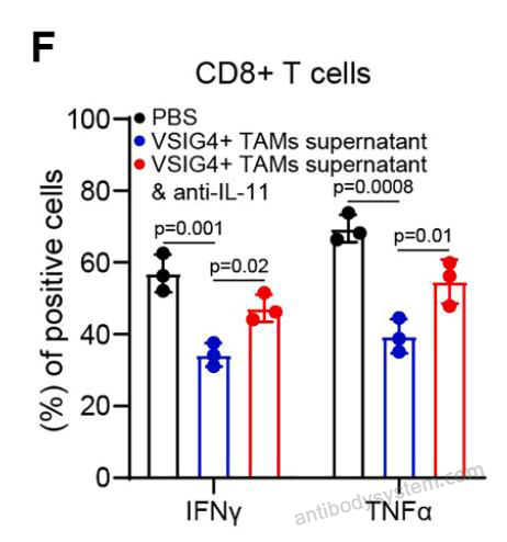Bioactivity for Research Grade Anti-Human IL11 Antibody (X203) ?>