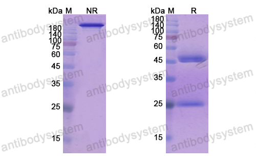 Research Grade Refanezumab