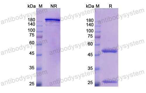 Research Grade Oleclumab