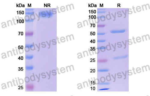 Research Grade Dresbuxelimab