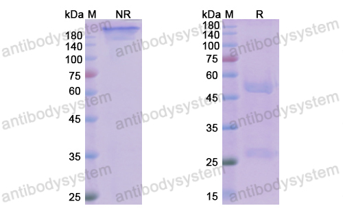 Research Grade Avdoralimab