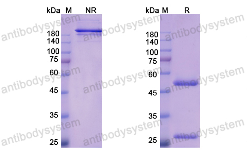 Research Grade Bemarituzumab