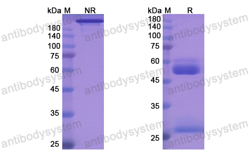 Research Grade Aprutumab